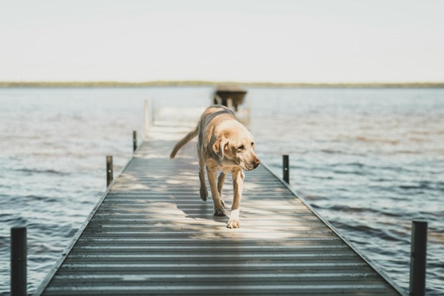 Dog walking on the dock at the cottage in Muskoka