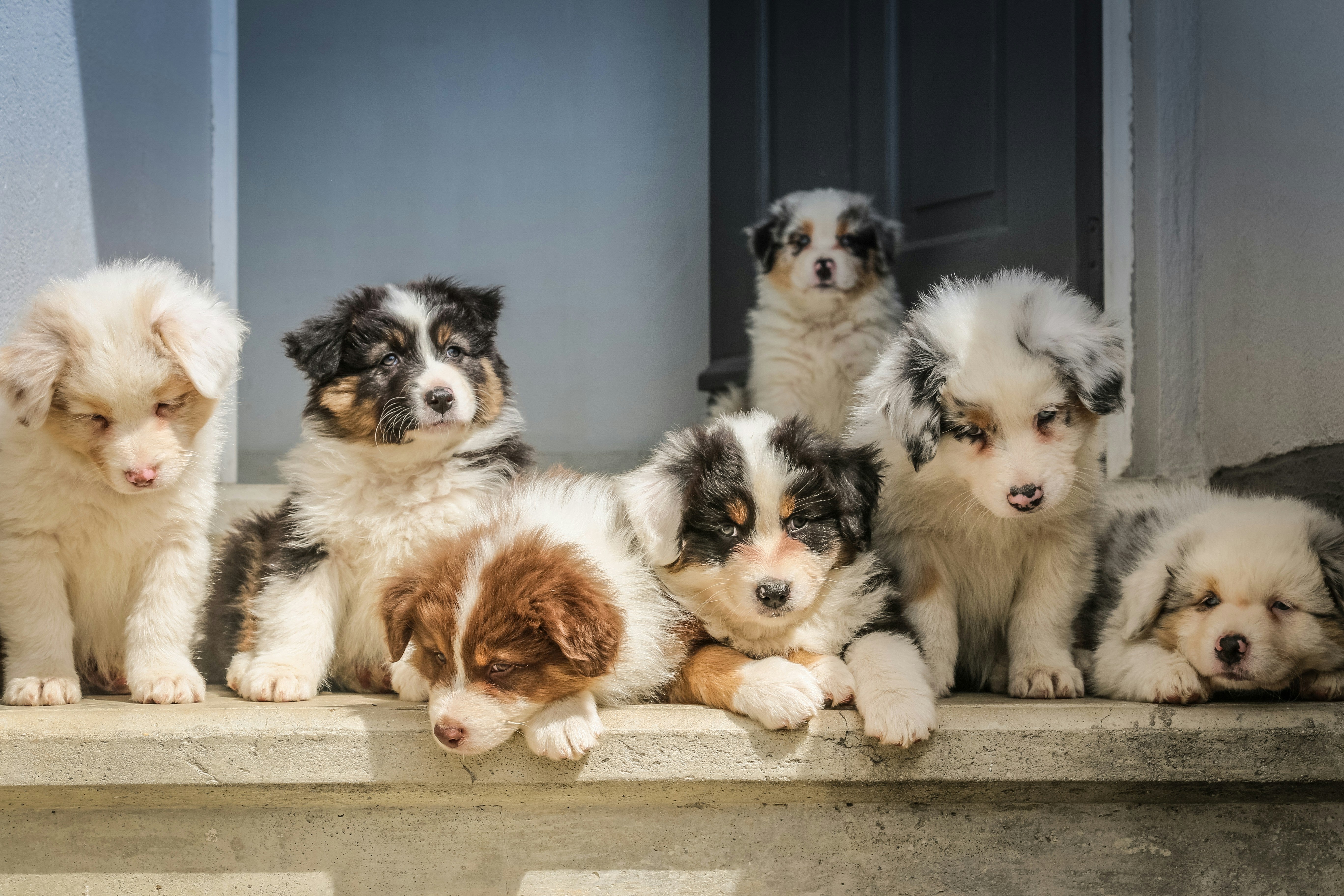 Best Dog Food for Puppies in Canada: 2026 Buyer's Guide