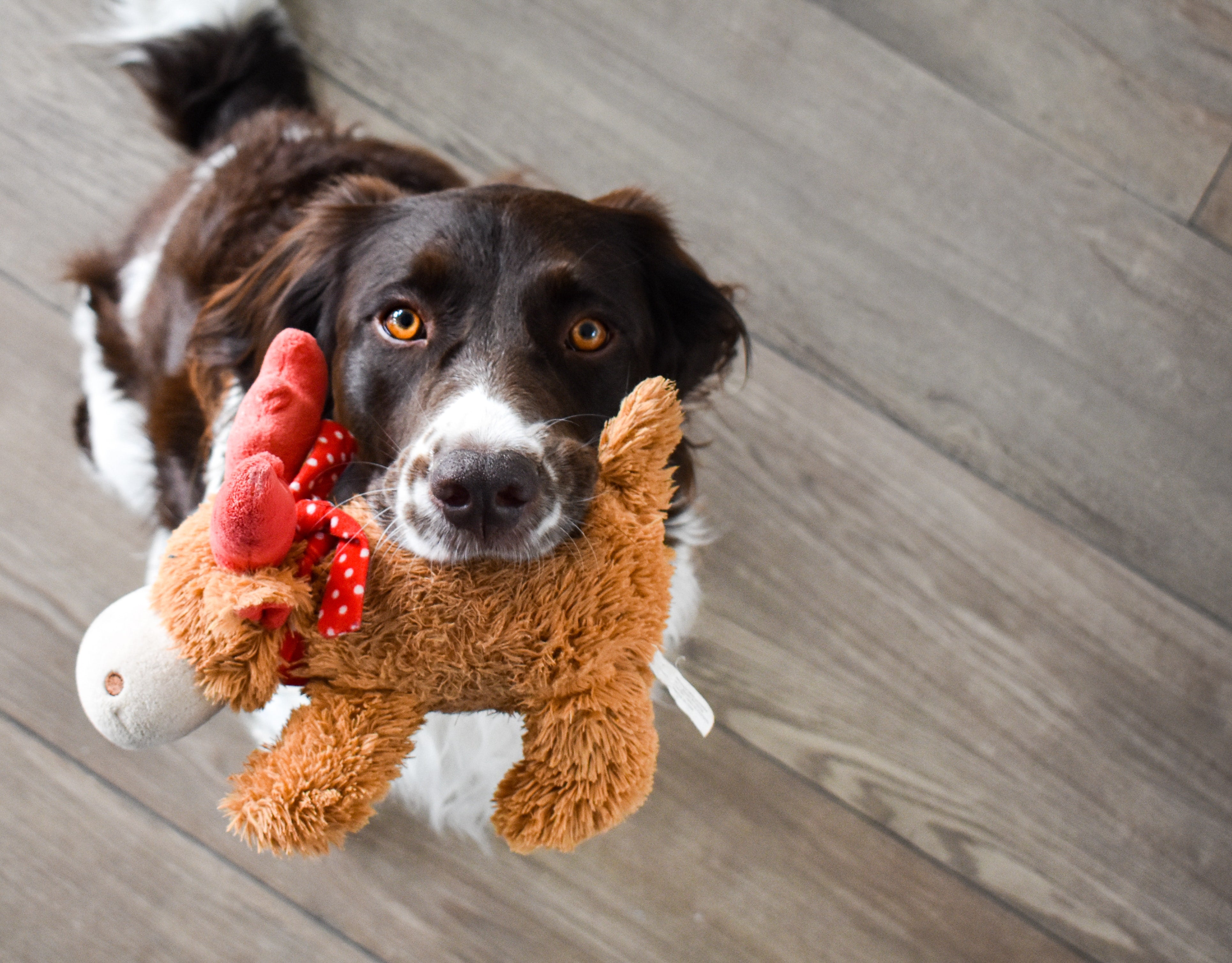 Happy dog playing with a plush Kong moose toy.