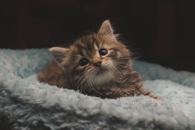 A cute kitten resting comfortably in a cozy bed