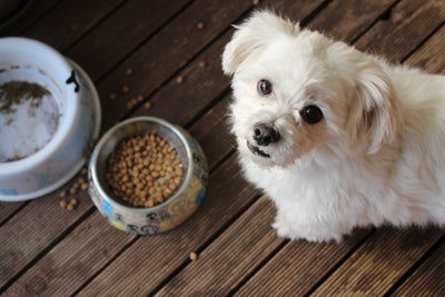 A dog happily enjoying his meal with the focus on the food bowl showing the importance of pet food ingredients and nutritional information to understanding and reading pet food labels for the best health and nutrition.