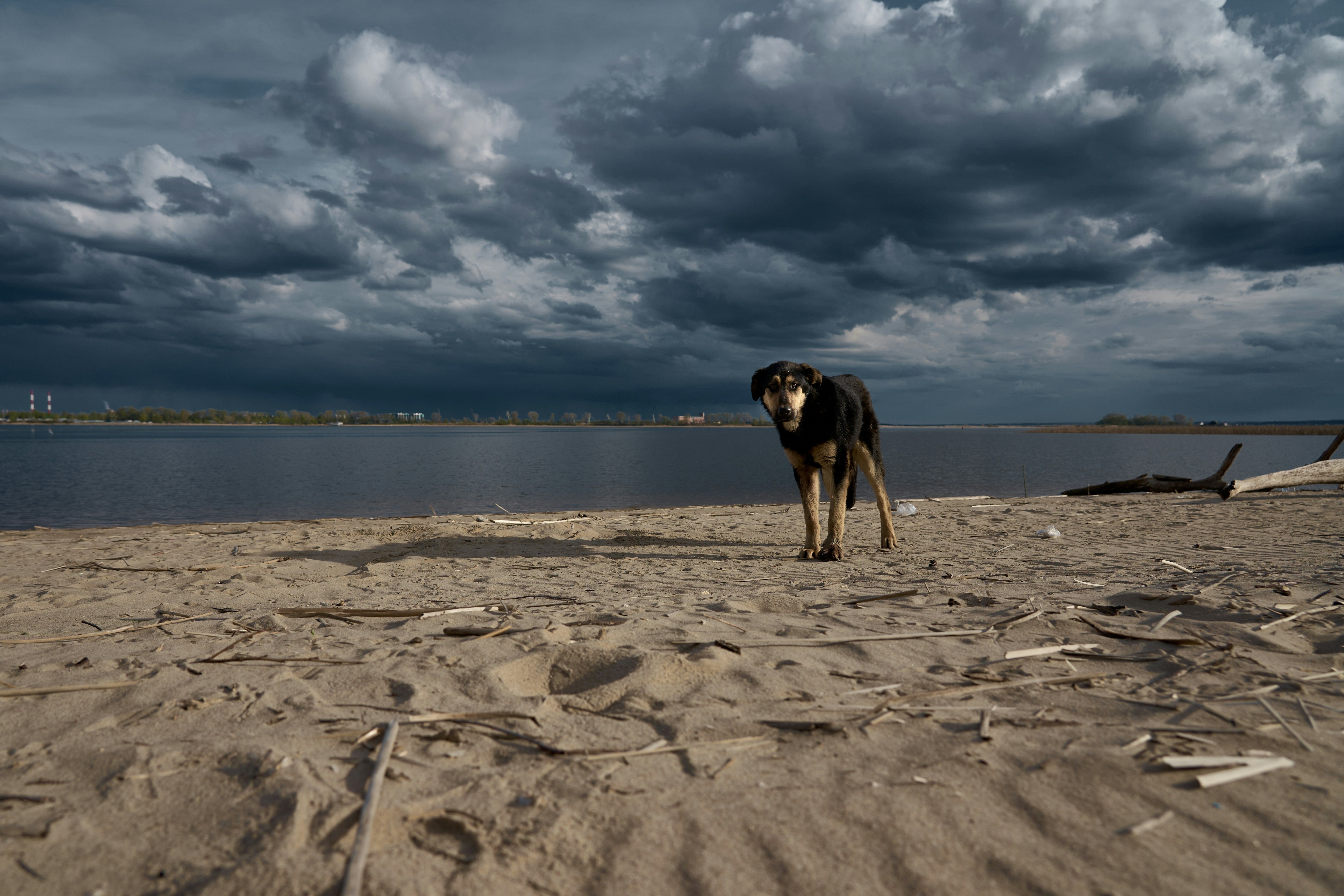 Calming Solutions for Anxious Dogs & Cats: Thunderstorms, Fireworks & Separation Anxiety (2026 Canada Guide)