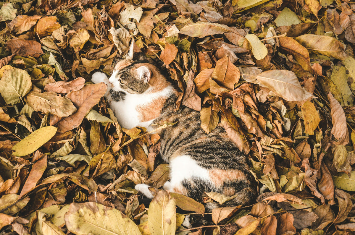 The Complete Fall Pet Safety Guide: Ticks, Mushrooms & Shorter Days (2026 Canada)