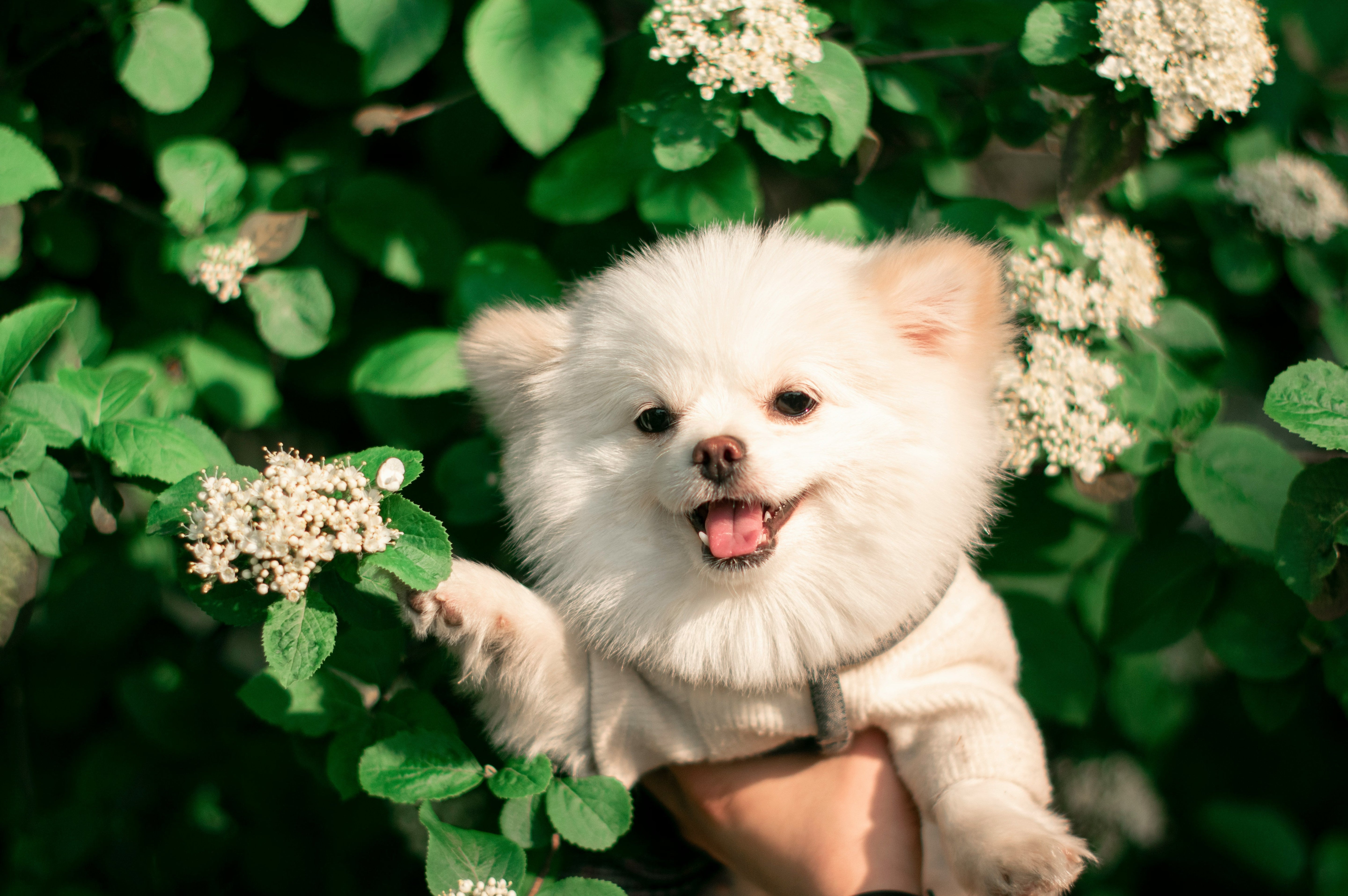 Seasonal Allergies in Pets: Causes, Symptoms & Relief