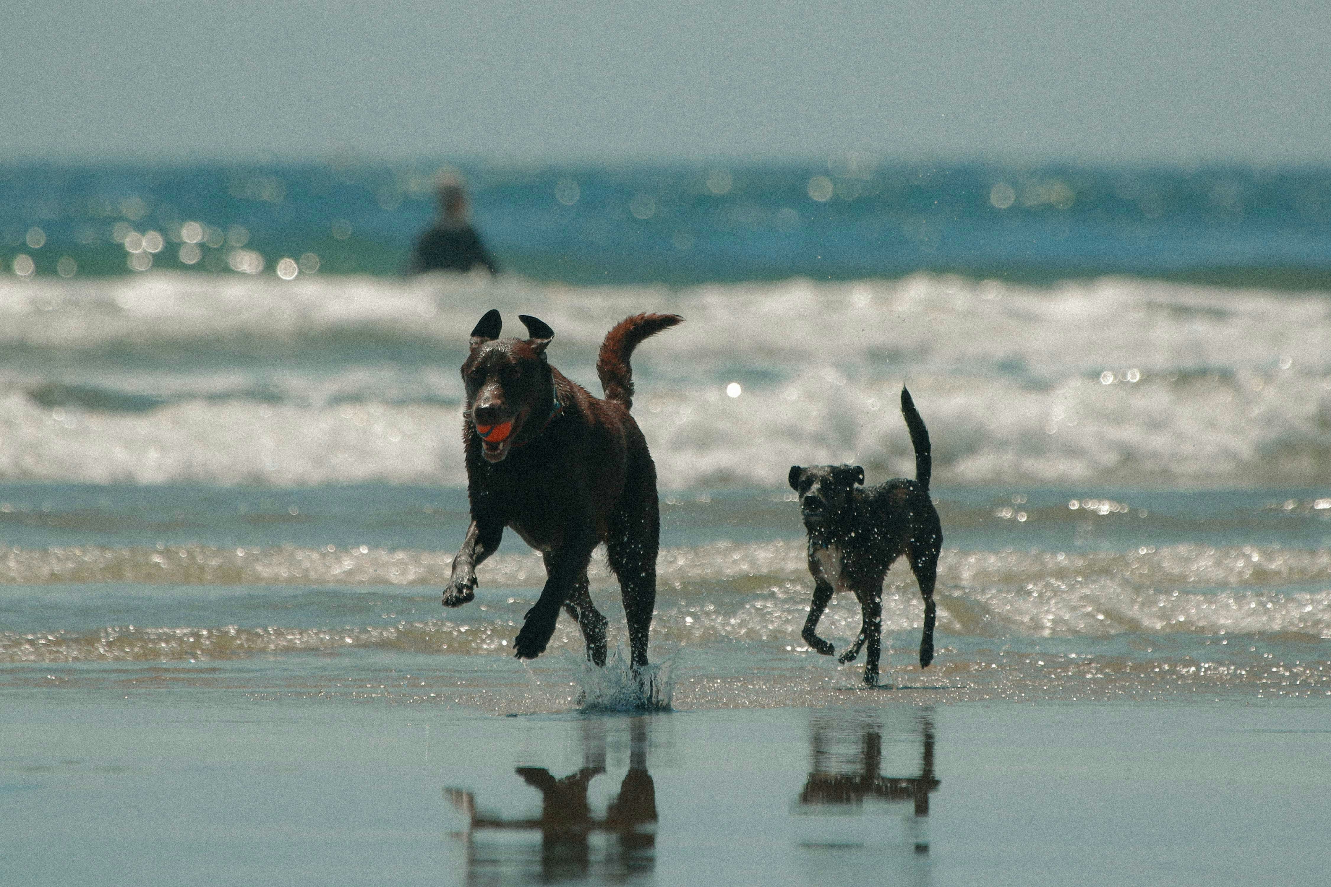 The Best Beach & Lake Day Gear for Dogs of 2026 (Canada Guide)