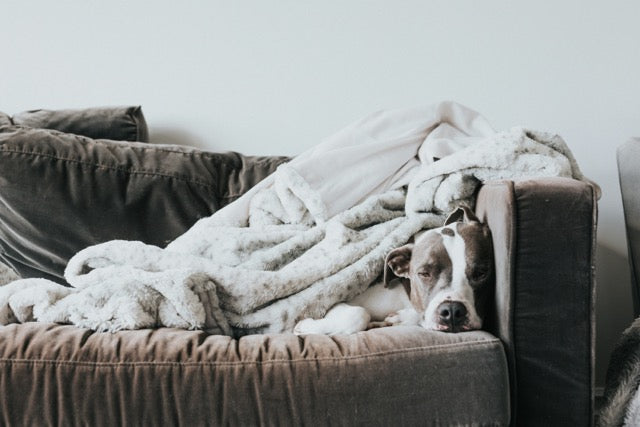 Is My Pet in Pain? The Subtle Signs Dogs & Cats Hide (Pain Awareness Month 2026)