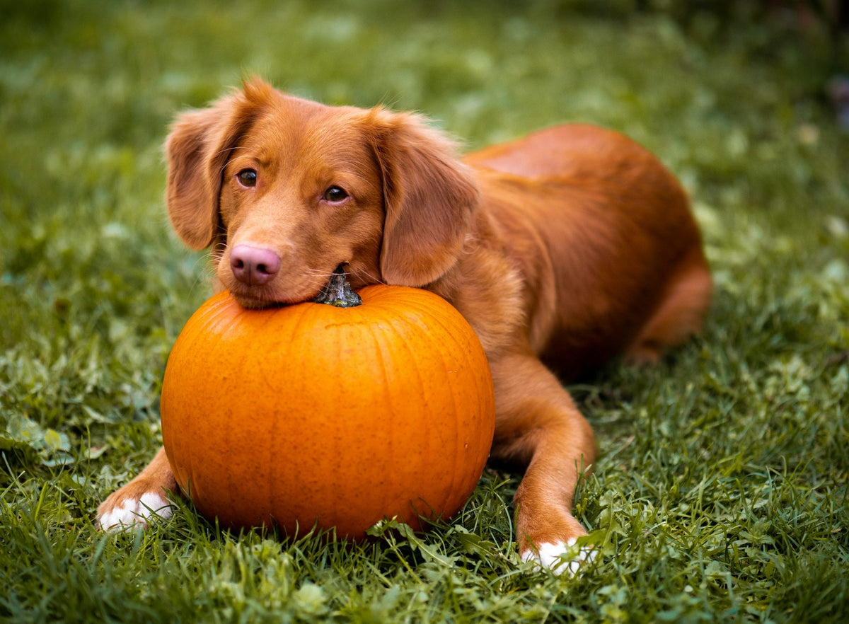 A Nova Scotia Duck Tolling Retriever sitting beside a pumpkin on the grass in autumn