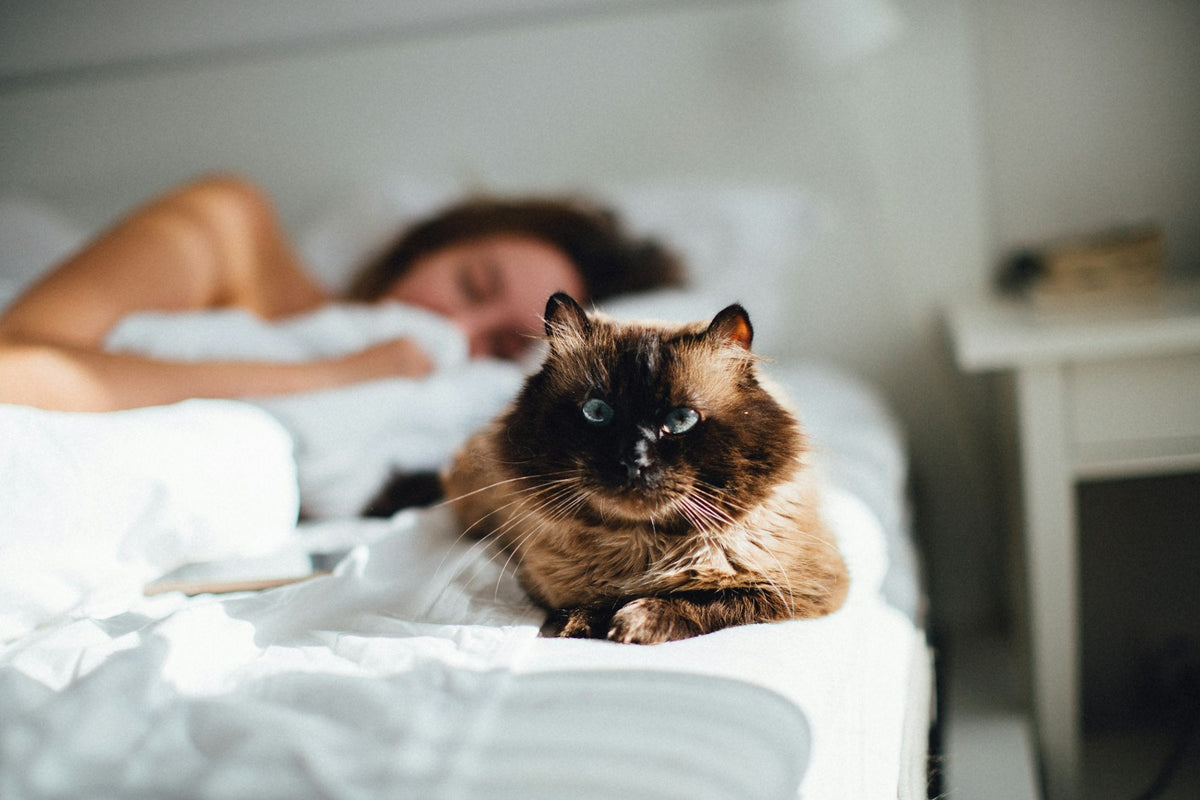 A cat staring at its sleeping owner in bed, waiting for breakfast