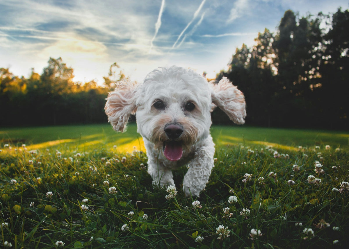 A fit, happy dog running across a grassy field at golden hour