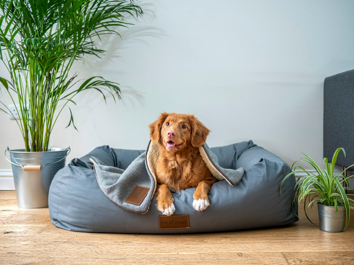 A golden retriever mix resting in a grey dog bed with a blanket, settling into a new home