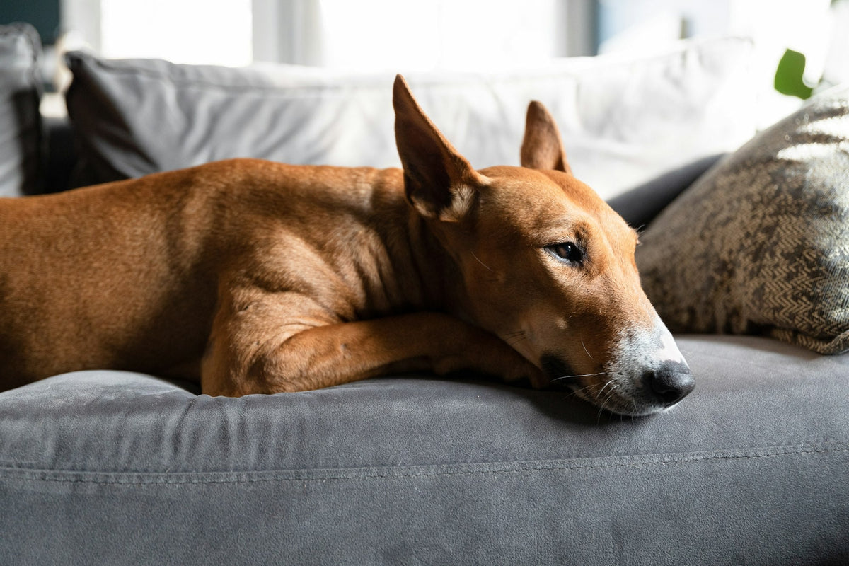 A large brown dog resting quietly on a grey couch