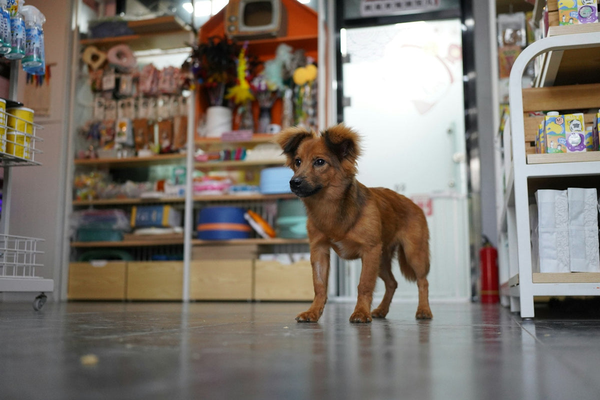A brown dog standing inside a small independent pet store