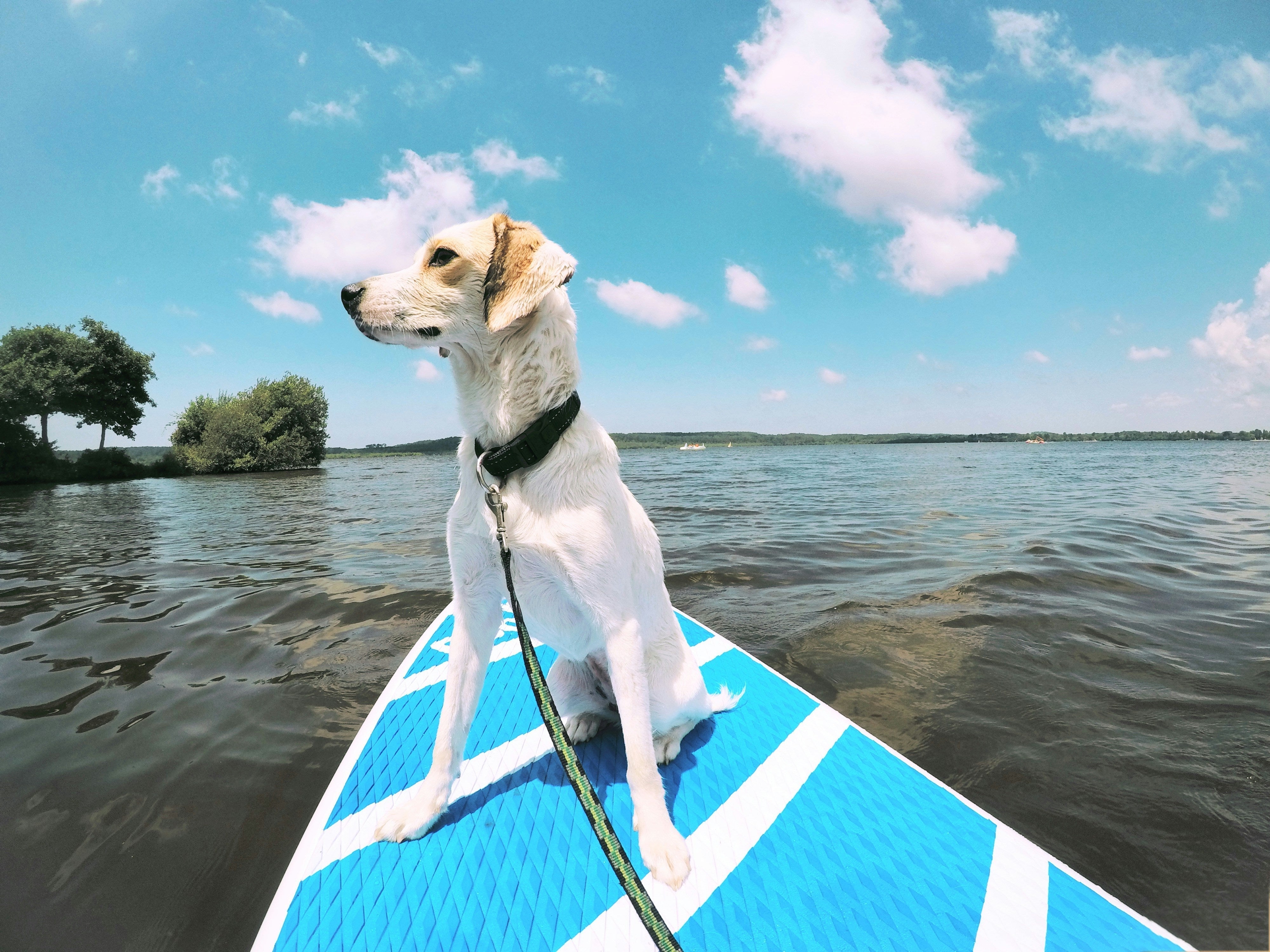 Water Safety for Dogs: Swimming, Life Jackets & Blue-Green Algae (2026 Canada Guide)