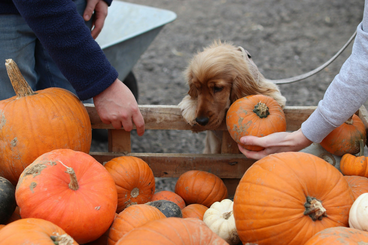 Pumpkin for Dogs & Cats: Real Benefits, Safe Serving Sizes & What to Skip (2026 Guide)