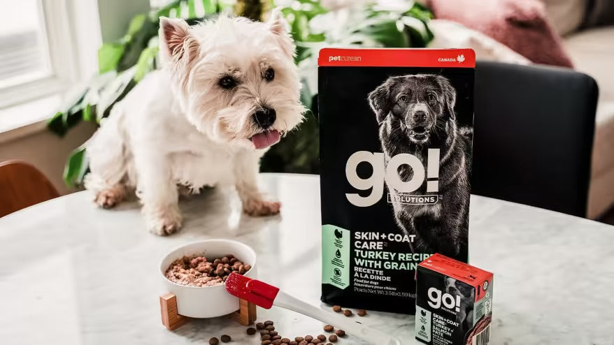 a west highland terrier dog getting dry and wet food from PetMax.ca after determining the correct feeding portion after reading this article