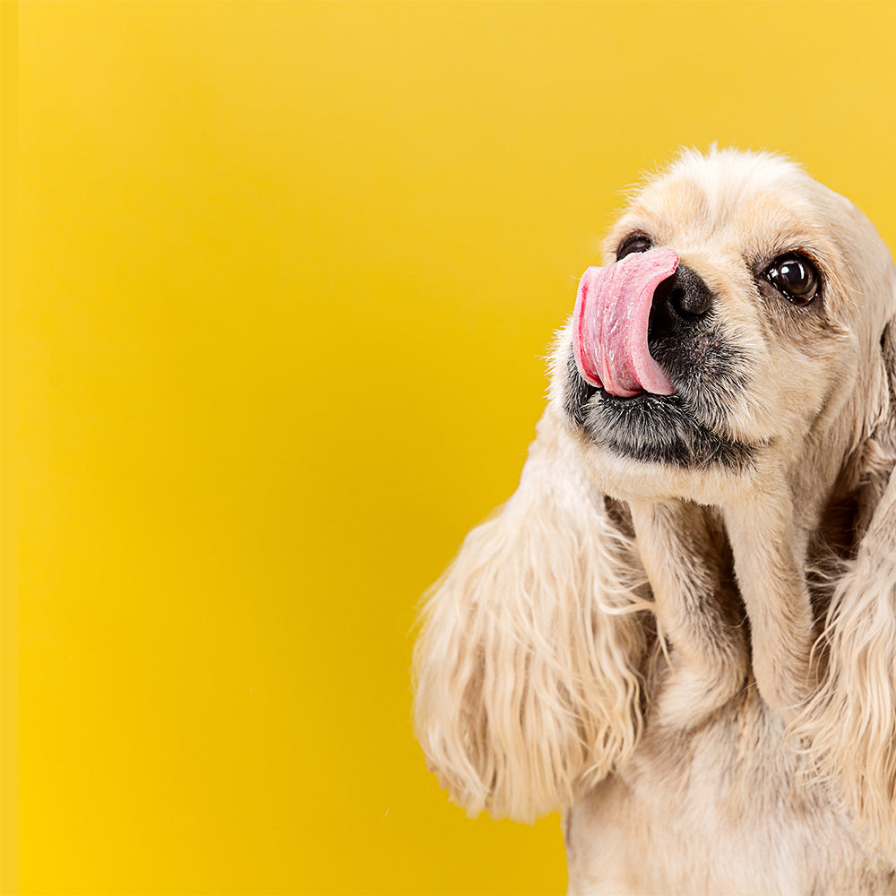 Dry Dog Food