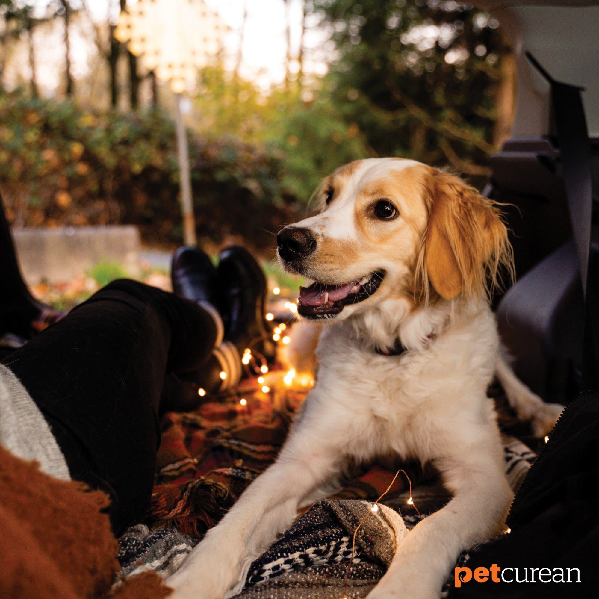 Now & Go! Dog Food - PetMax - Canada