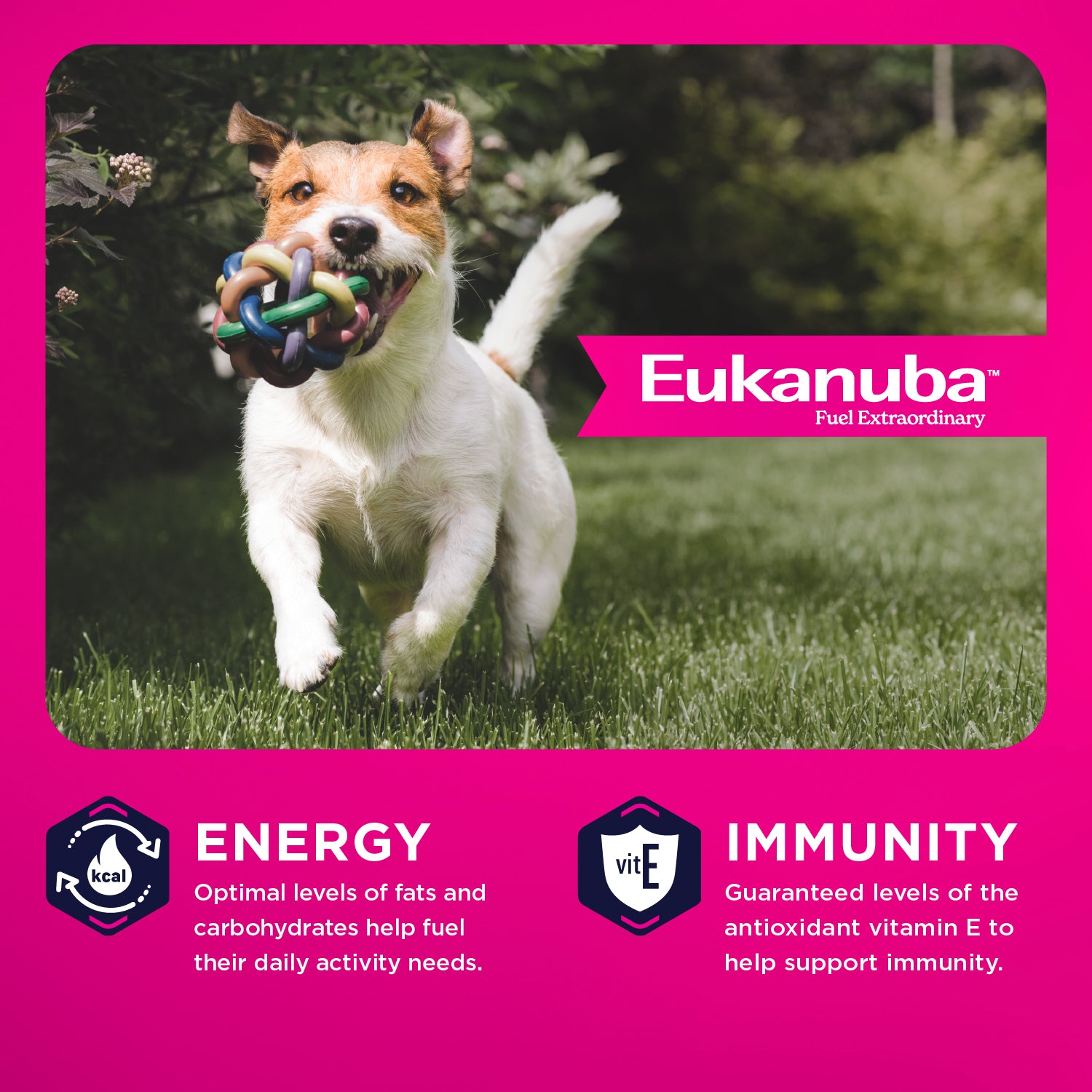 Eukanuba Adult Small Bites Chicken Dog Food