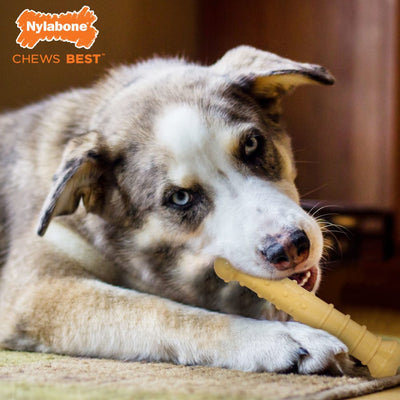 Nylabone Power Chew Textured Bone Dog Chew Toy - Peanut Butter - Dog chewing the textured bone - Nylabone - PetMax Canada