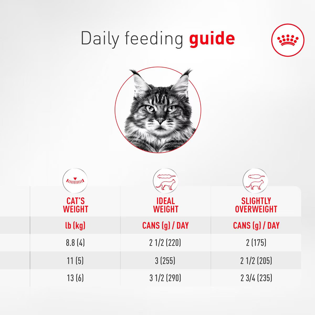 Daily feeding guide for cats with a black and white cat illustration and feeding weight chart.