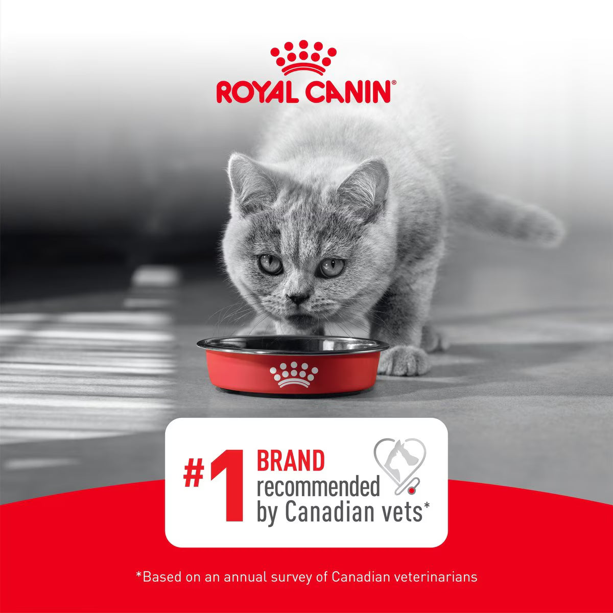A gray kitten looking down at a red metal food bowl on a gray floor. The Royal Canin logo appears at the top in red, and a white badge at the bottom says '#1 BRAND recommended by Canadian vets' with a red curved banner below.