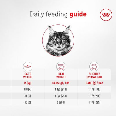 Royal Canin Feline Health Nutrition Aging 11+ Ultra Soft Mousse In Sauce Wet Canned Cat Food