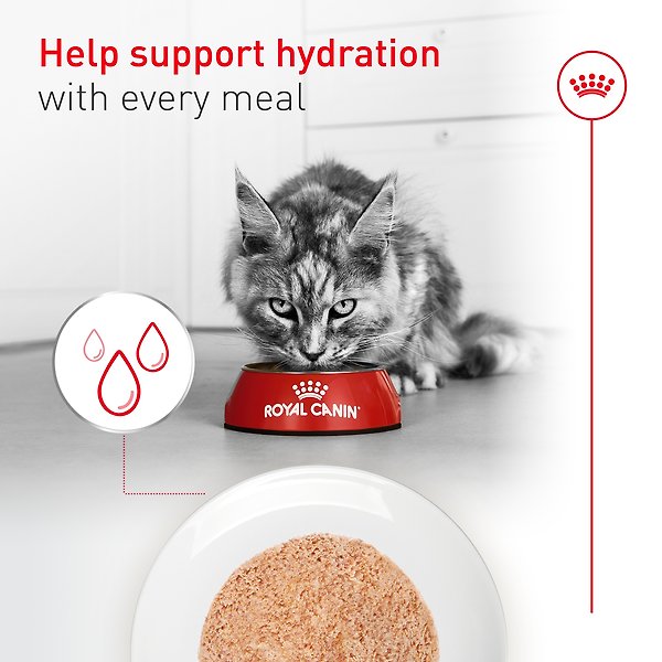 Royal Canin Feline Health Nutrition Aging 11+ Ultra Soft Mousse In Sauce Wet Canned Cat Food