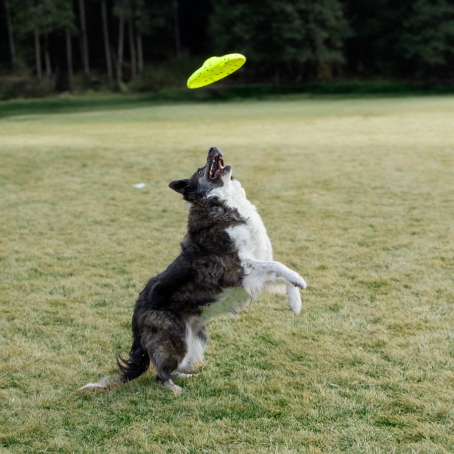 Dépliant Kong Dog Reflex Glide