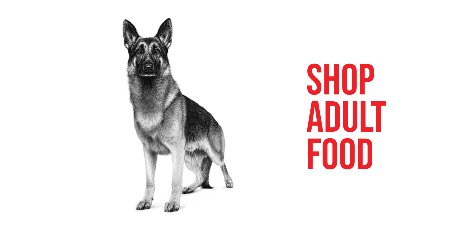 Shop Royal Canin Adult Dog Food Online in Canada