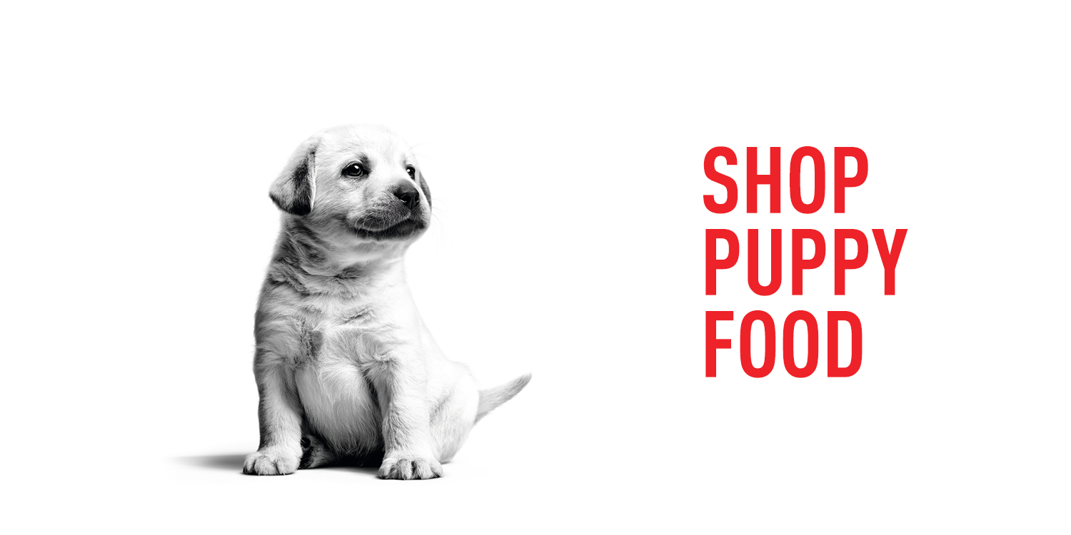 Buy Royal Canin Lifestages Pet Food Online in Canada PetMax