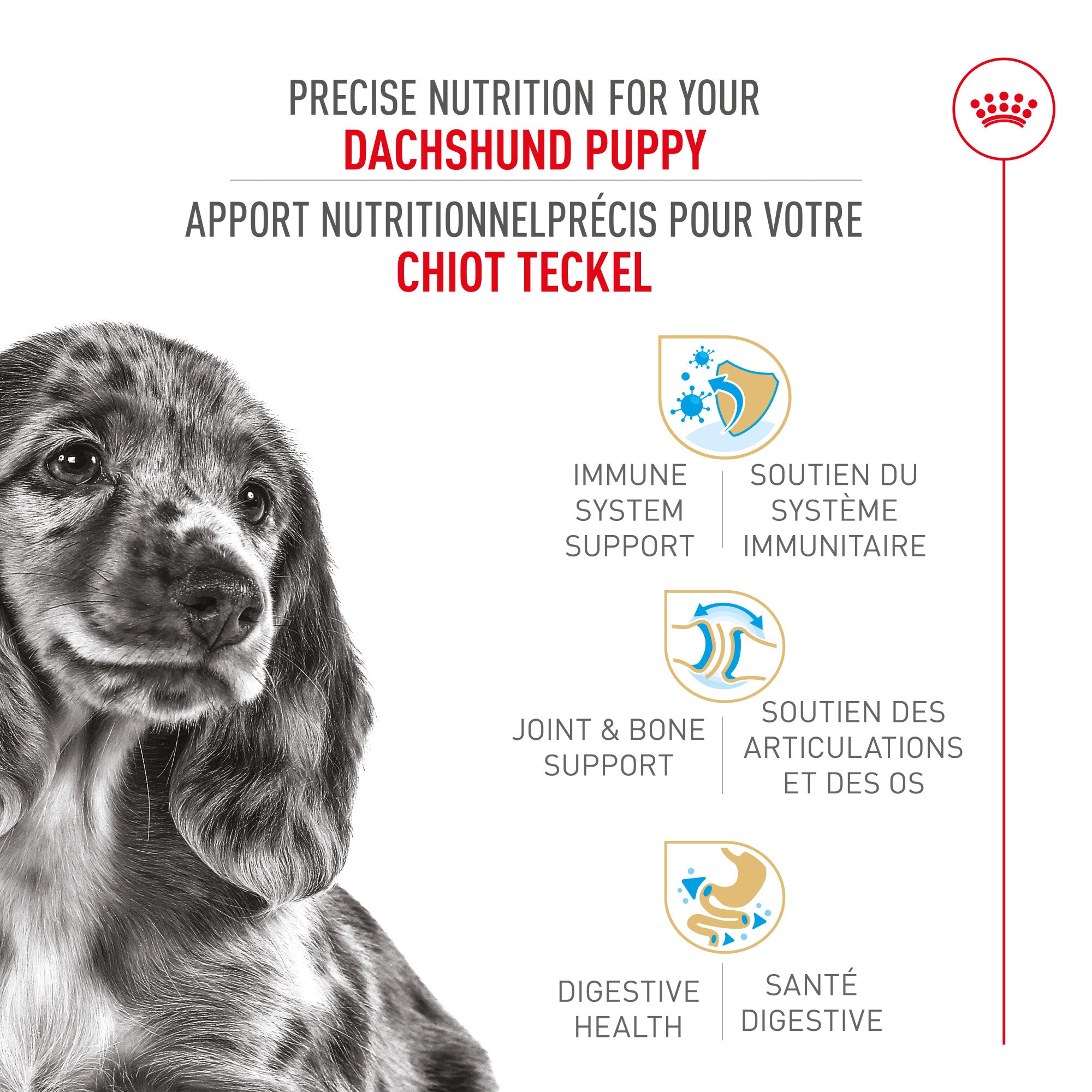 Nourriture pour chiots Royal Canin Bulldog 