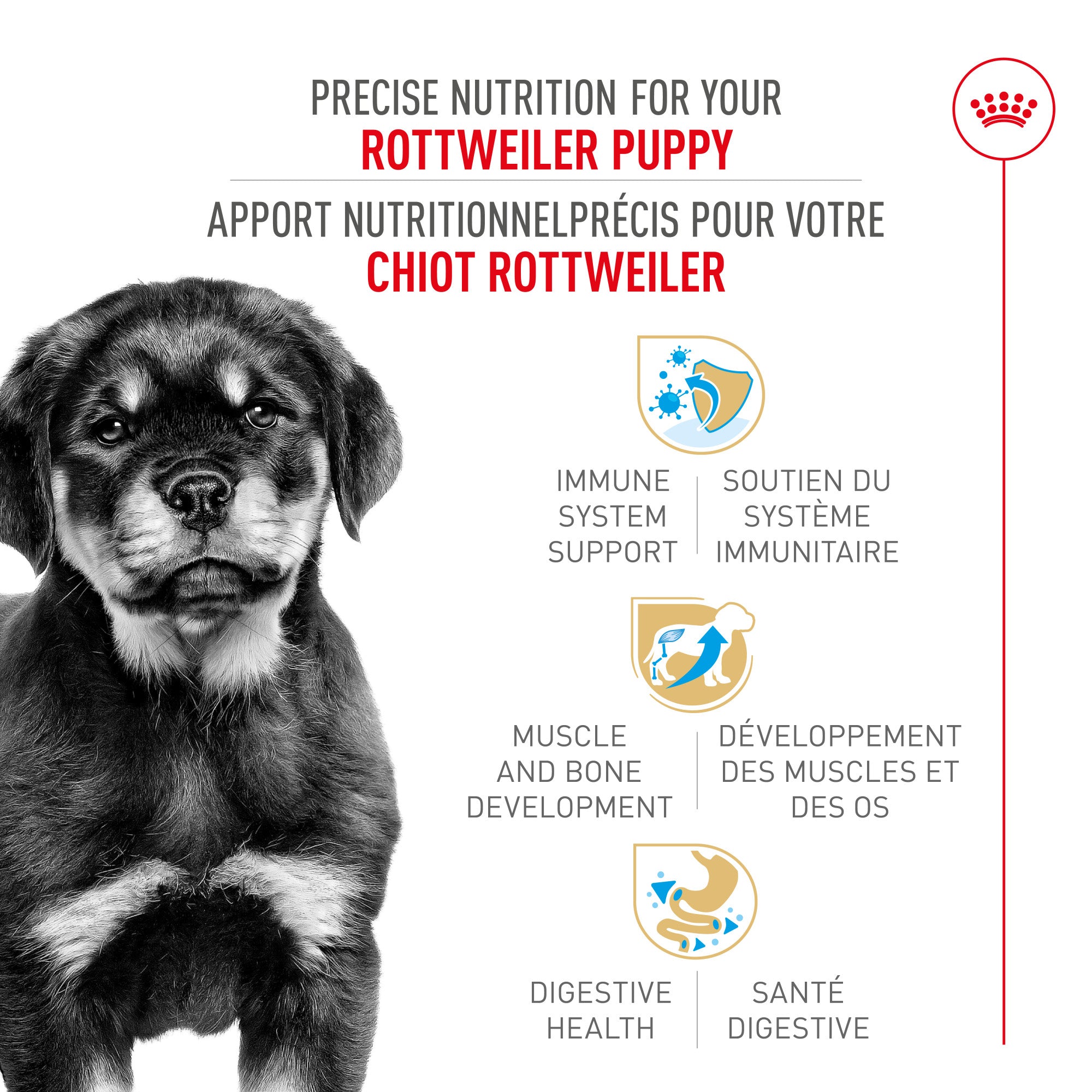 Nourriture pour chiots Royal Canin Rottweiler