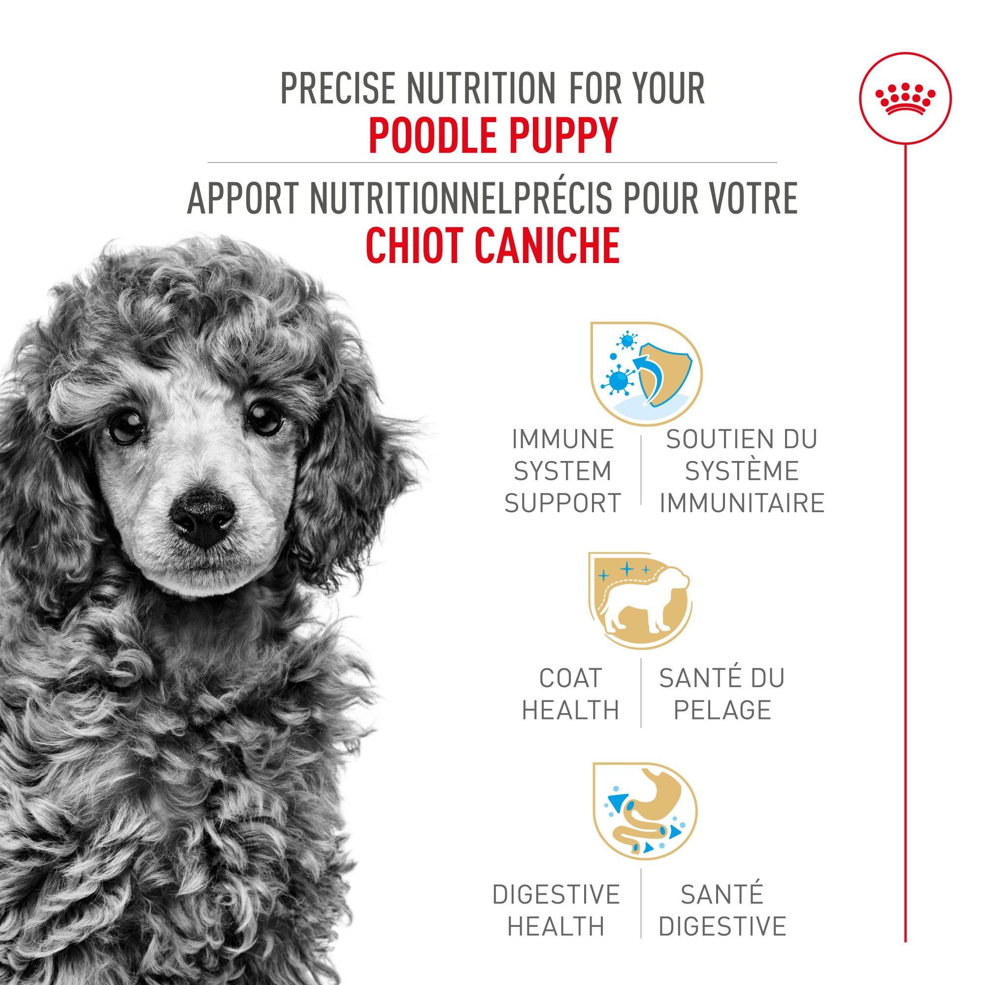 Nourriture pour chiots Royal Canin Bulldog 