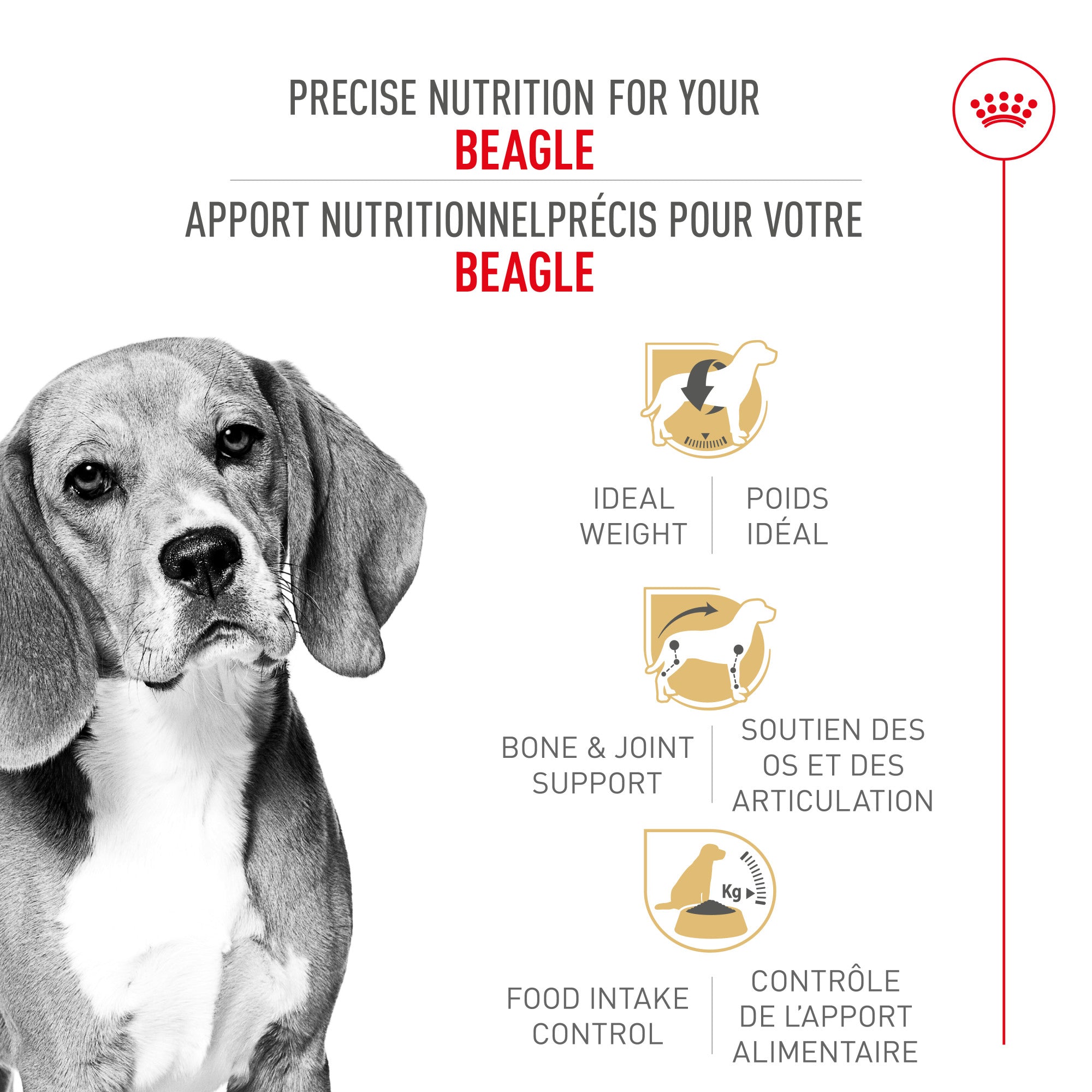 Royal Canin Race Specific Beagle Nourriture pour chiens adultes
