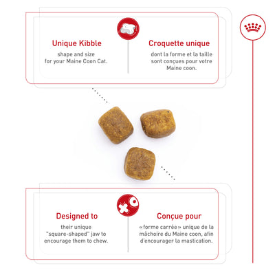 Royal Canin Feline Breed Nutrition Maine Coon Croquettes pour chat adulte