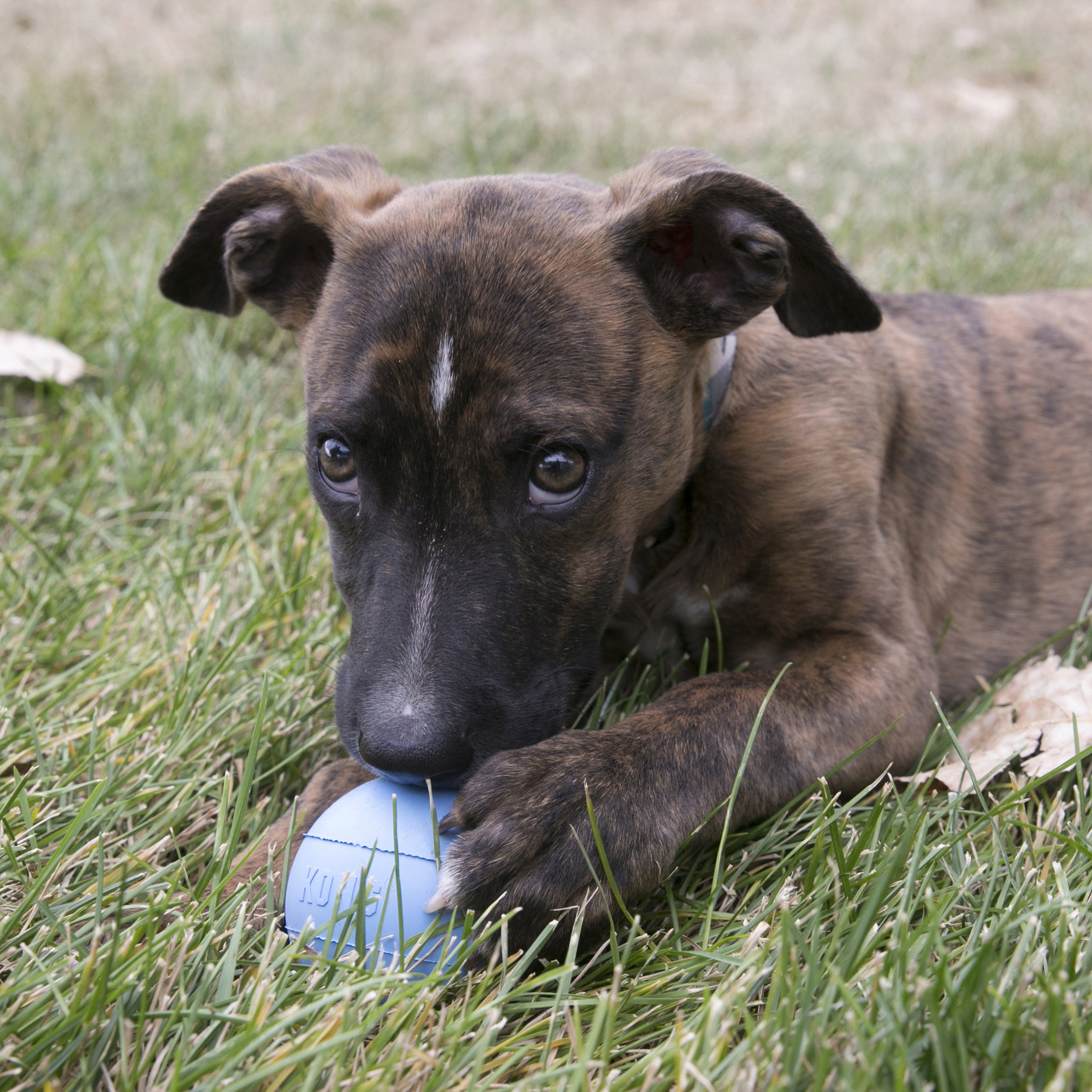 Kong Puppy Ball With Hole
