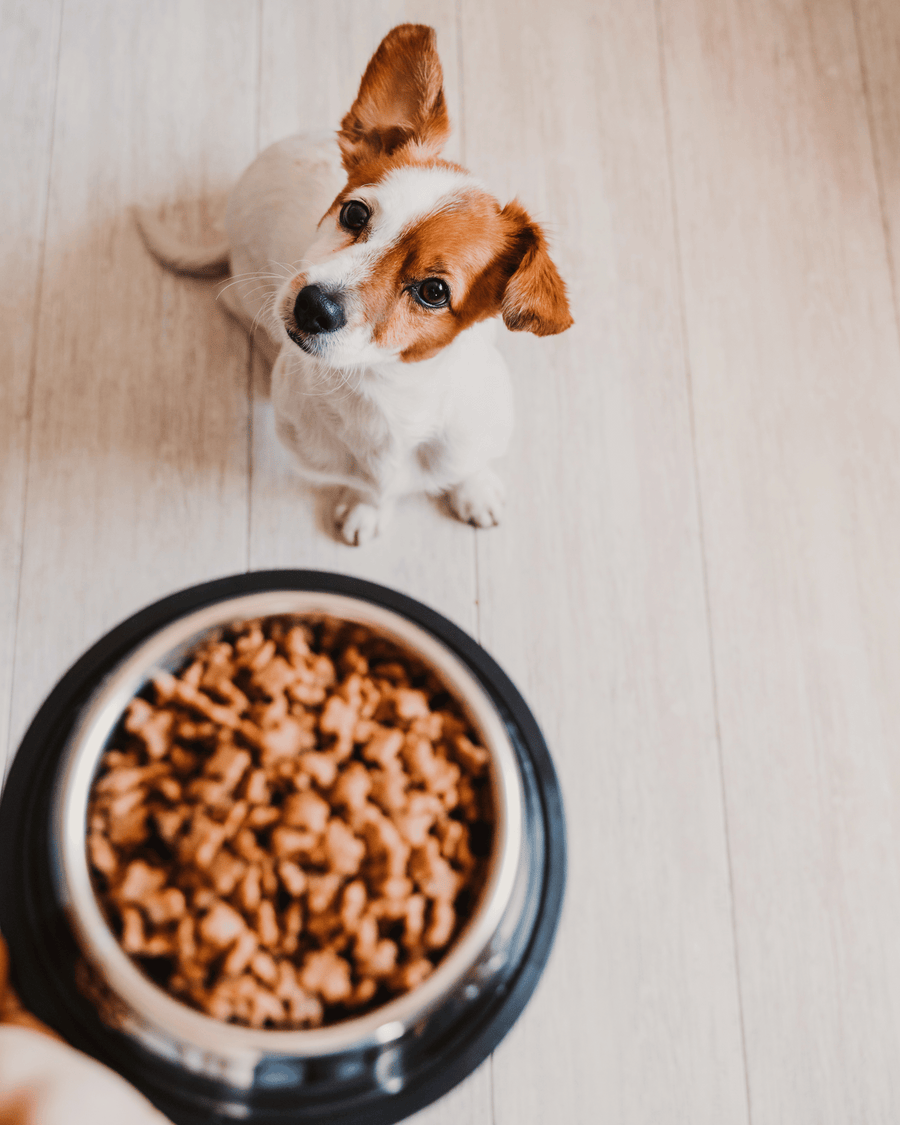 Dry dog food