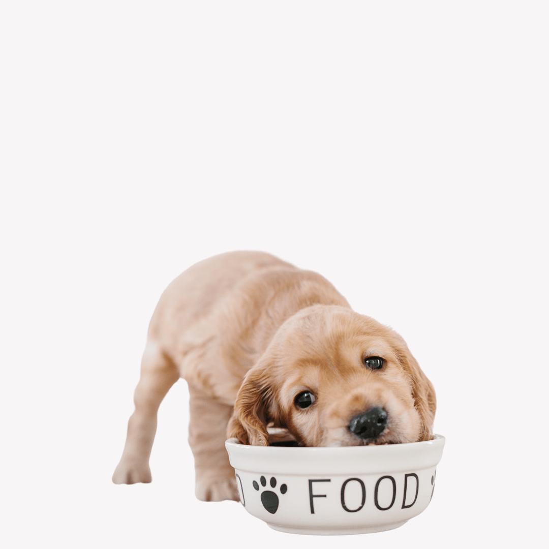 Dog Supplies Best Dog Puppy supplies Online in Canada PetMax