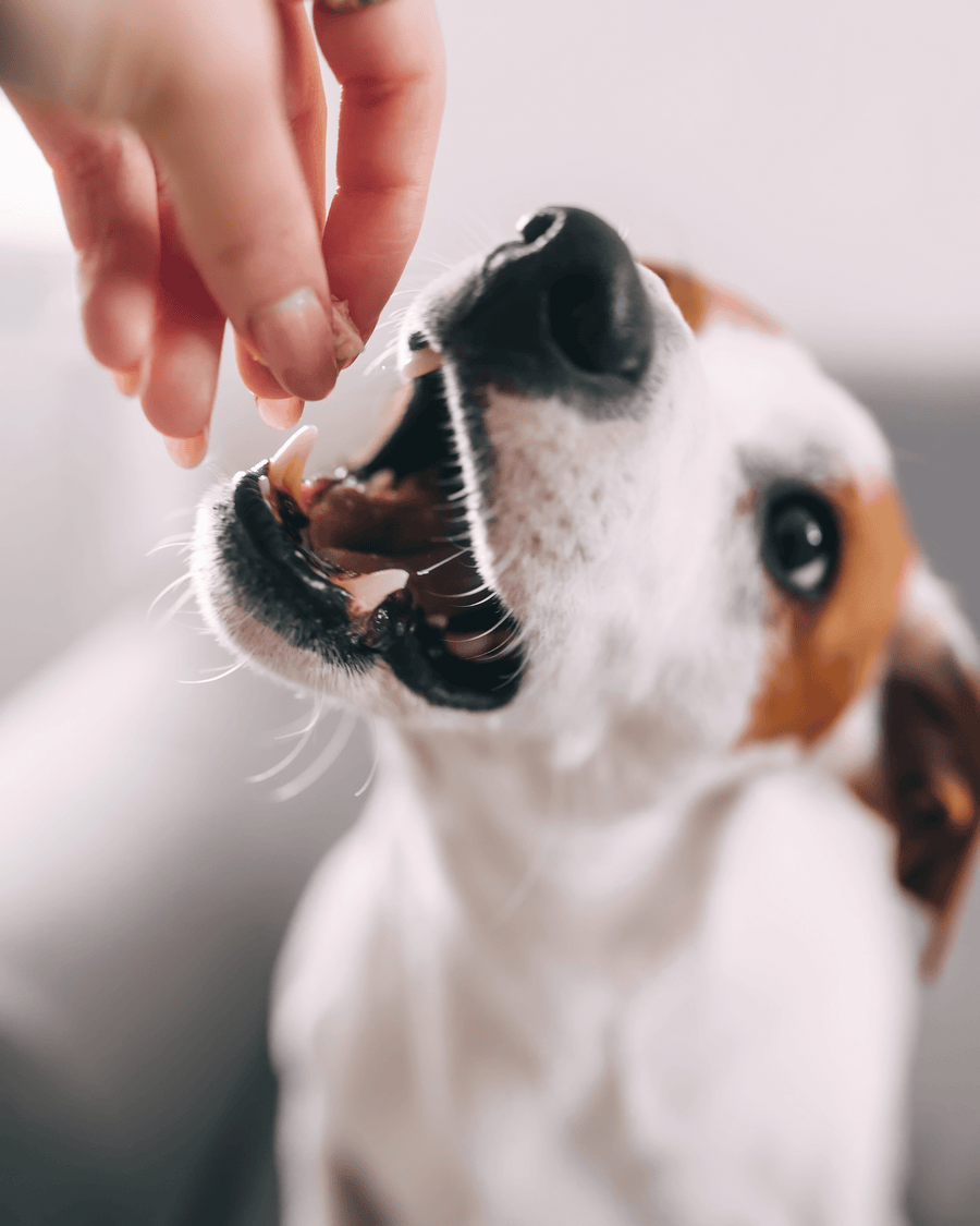 Dog treats