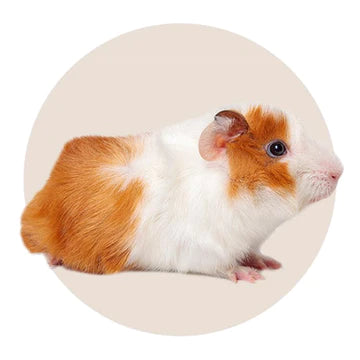 Buy Small Animal Supplies Online in Canada PetMax