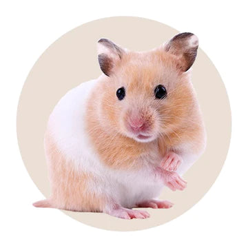 Small animal pet supplies 2025