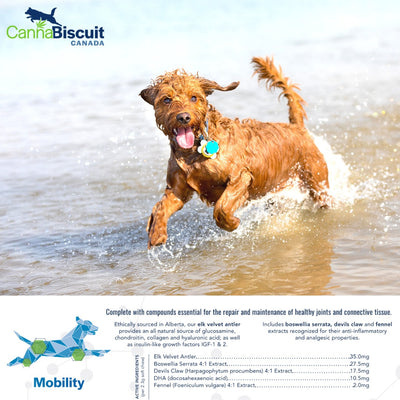 CannaBiscuit Mobility with Glucosamine & Chondroitin