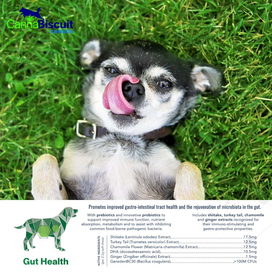 CannaBiscuit Gut Health with Prebiotics & Probiotics for Dogs