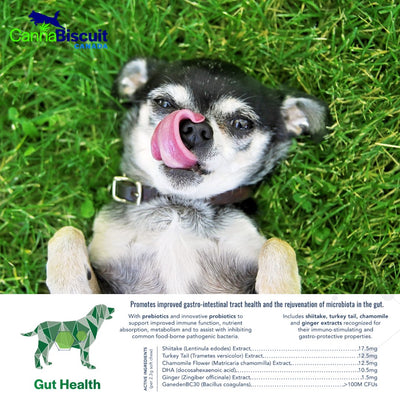 CannaBiscuit Gut Health with Prebiotics & Probiotics for Dogs