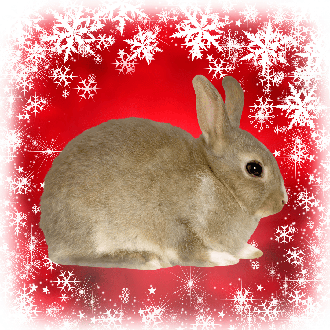 PetMax Pet Supplies & Pet Food en ligne au Canada Petits prix quotidiens