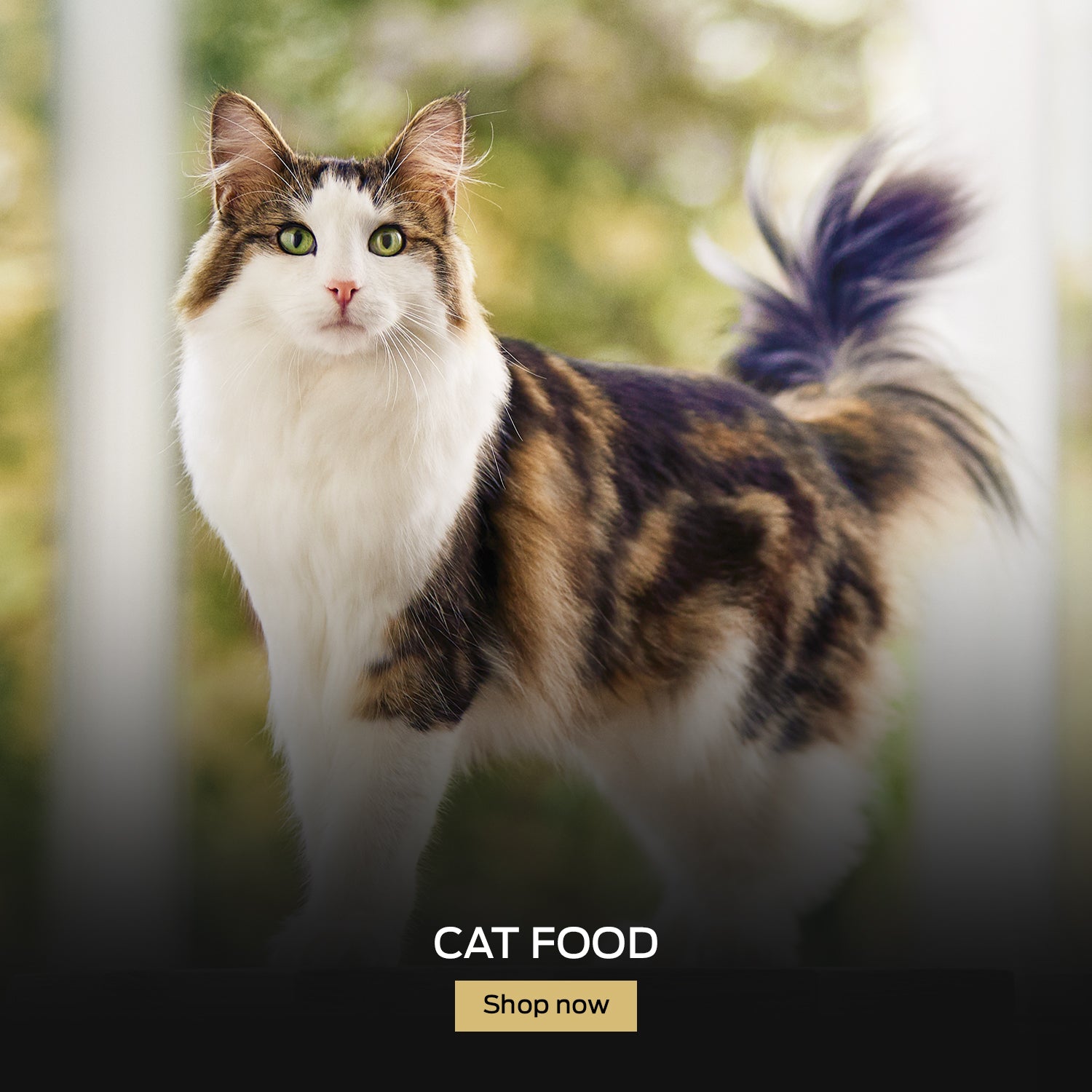 Buy Pro Plan Cat Food Online in Canada at everyday low prices at PetMax.ca