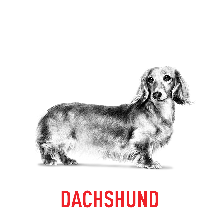 Royal Canin's Dachshund Breed Specific formula, designed to support the unique needs of the breed.