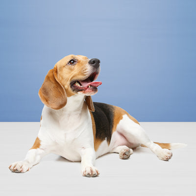 Blue Buffalo Health Bars Apple & Yogurt - Image 6 - Blue Buffalo - PetMax Canada