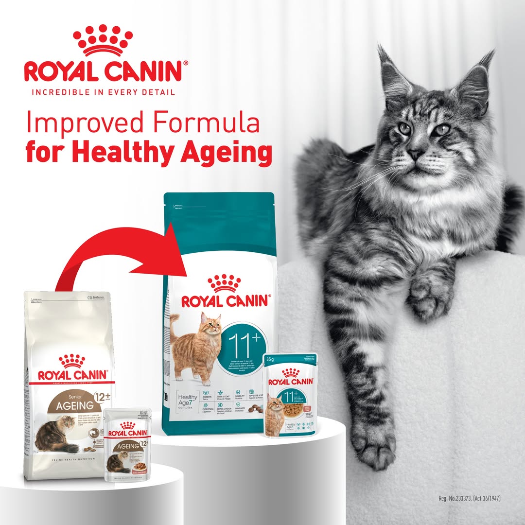 Royal Canin Aging 12+ Nourriture sèche pour chats adultes