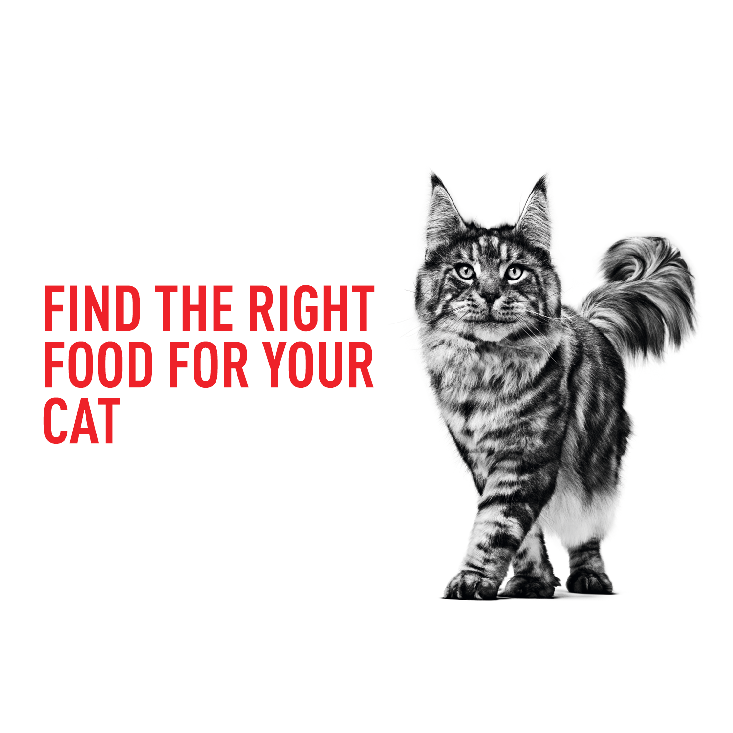 Breed specific cat food 2025